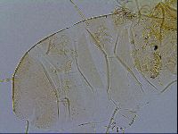 Echiniscus testudo image