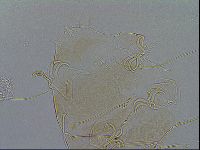 Echiniscus testudo image