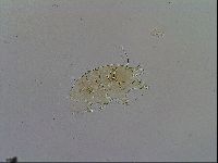 Echiniscus testudo image