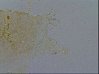 Echiniscus testudo image