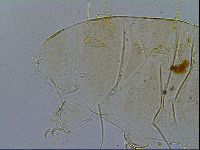 Echiniscus testudo image