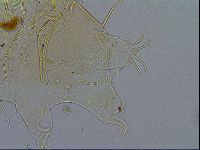 Echiniscus testudo image