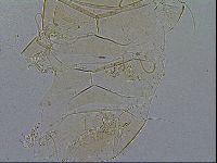 Echiniscus testudo image