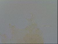 Echiniscus testudo image