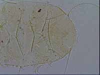 Echiniscus testudo image