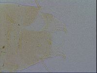 Echiniscus testudo image