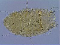 Echiniscus testudo image