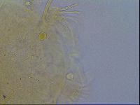 Echiniscus testudo image