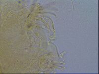 Echiniscus testudo image