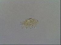 Echiniscus testudo image