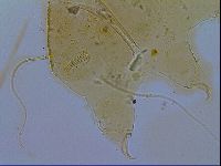 Echiniscus testudo image