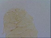 Echiniscus testudo image