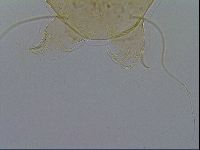Echiniscus testudo image