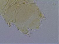Echiniscus testudo image