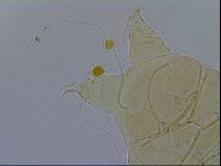 Echiniscus testudo image