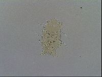 Echiniscus testudo image