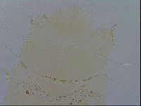 Echiniscus testudo image
