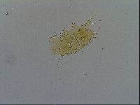 Echiniscus testudo image