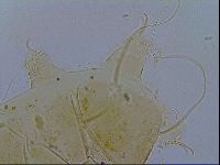 Echiniscus testudo image