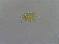 Echiniscus testudo image