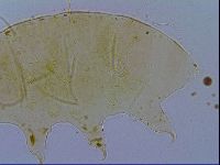 Echiniscus testudo image