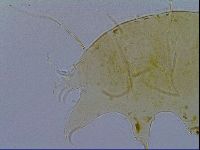 Echiniscus testudo image