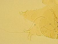 Echiniscus testudo image