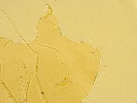 Echiniscus testudo image