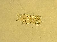 Echiniscus testudo image