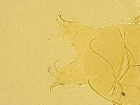 Echiniscus testudo image