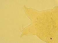 Echiniscus testudo image