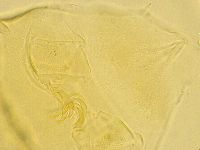 Echiniscus trisetosus image