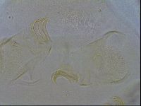 Echiniscus trisetosus image