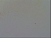 Echiniscus trisetosus image