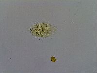 Echiniscus trisetosus image