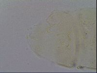 Echiniscus trisetosus image