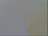 Echiniscus trisetosus image