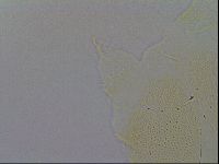 Echiniscus trisetosus image