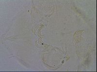 Echiniscus trisetosus image
