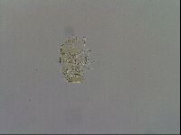 Echiniscus trisetosus image