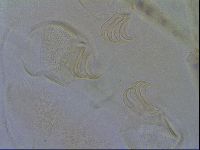 Echiniscus trisetosus image