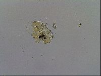 Echiniscus blumi image