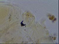 Echiniscus blumi image