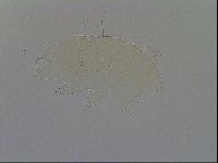 Echiniscus trisetosus image