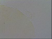 Echiniscus trisetosus image