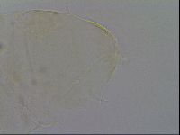 Echiniscus trisetosus image