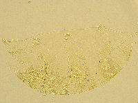 Echiniscus trisetosus image