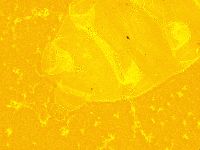 Echiniscus trisetosus image