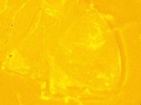 Echiniscus trisetosus image