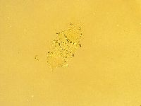Echiniscus trisetosus image